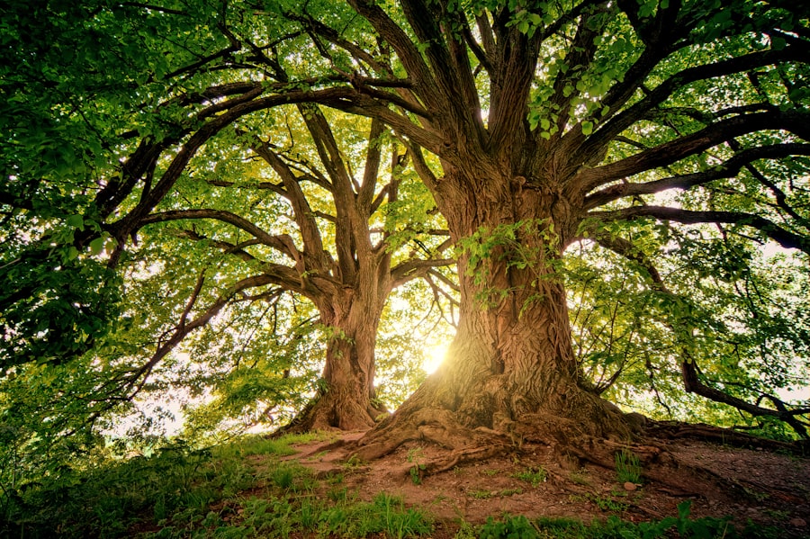 Tree Services WordPress Website