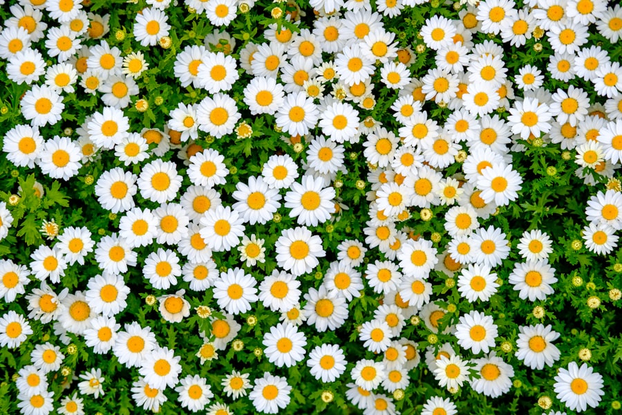 Lawn Care Services WordPress Website