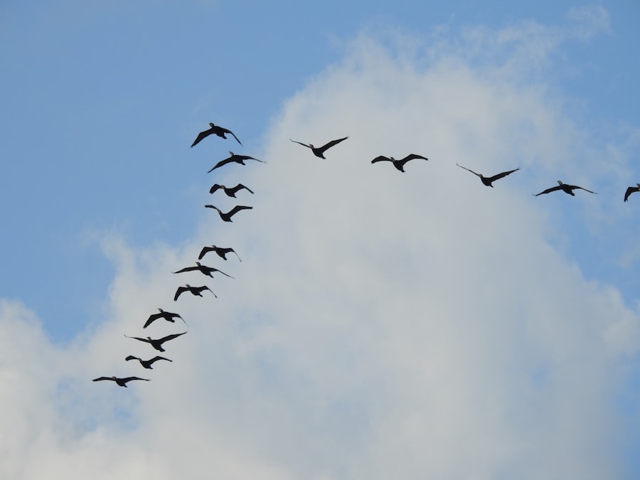 Habit Formation
